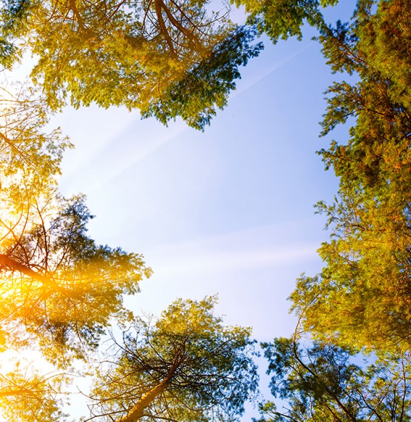 A picture showing a clear sky and trees